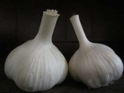 Gourmet Garlic: Asiatics Image